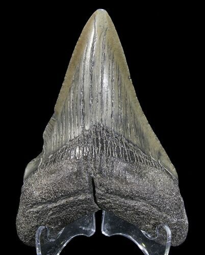 Bargain, Fossil Megalodon Tooth #63946